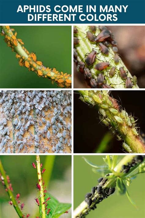 How to Get Rid of Aphids on Tomato Plants - Growfully