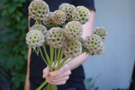 Scabiosa Stellata seeds $5.50 — Wild Violet Flower Farm