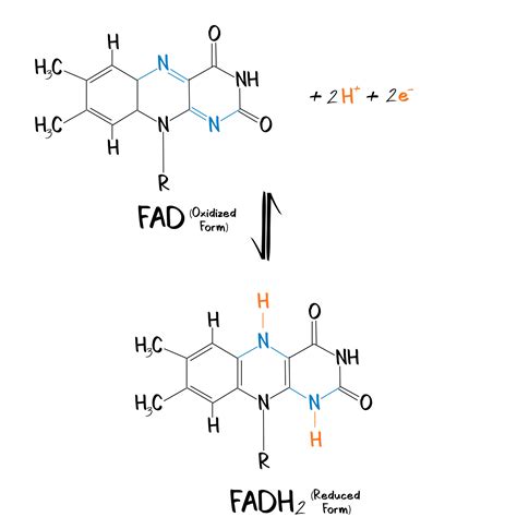 Reducing-FAD - PhD Muscle