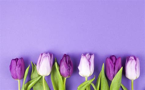 Tulips, pink, spring, flower, purple, tulip, lalele HD wallpaper | Pxfuel