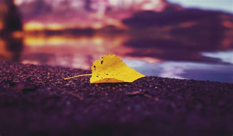 Single Autumn Leaf On Lake Wallpaper,HD Nature Wallpapers,4k Wallpapers,Images,Backgrounds ...