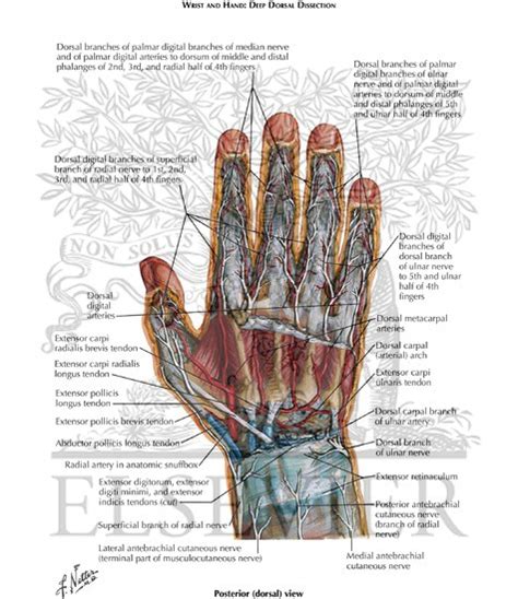 Dorsal wrist anatomy