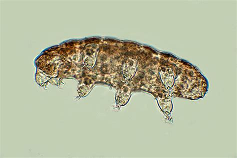 What are Tardigrades? - The Habitat