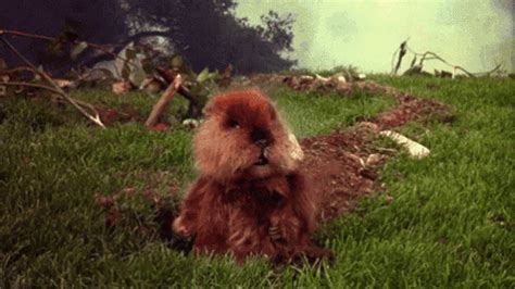 Caddyshack Gopher GIF - Caddyshack Gopher Dance - Discover & Share GIFs