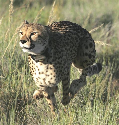 Study reveals new insight into how Cheetahs catch their prey