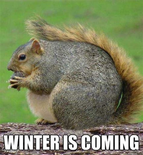 55 Funny Winter Memes That Are Relatable If You Live in the North