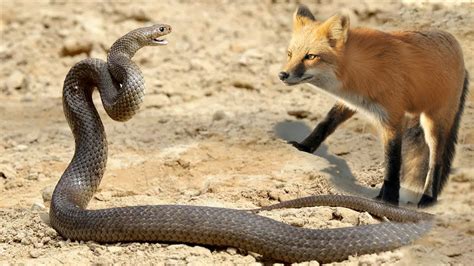 Snake Vs Fox Big Battle In The Wild | Epic Battle Compilation - YouTube