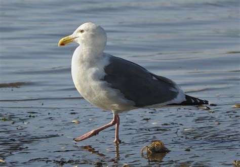 Western Gull - Owen Deutsch Photography