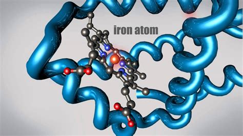 Proteins Structure Animation