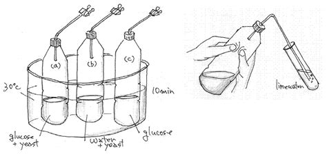 Experiment, Cellular Respiration in Yeast