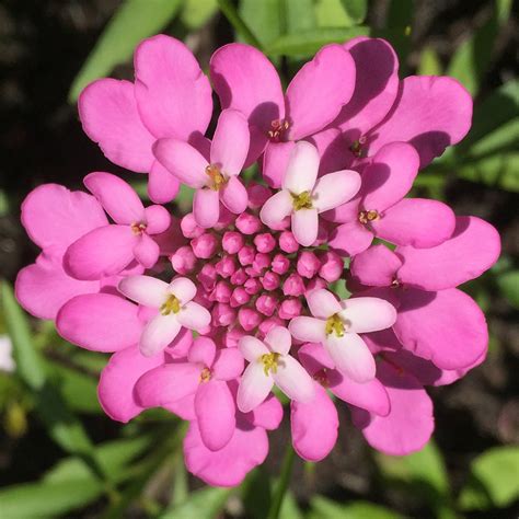 Candytuft | Our Edible Flowers | The Flower Deli