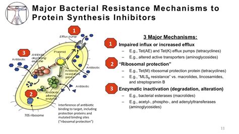 Intro to Bacteria & Antibiotics: Protein Synthesis Inhibitors Pt. I ...