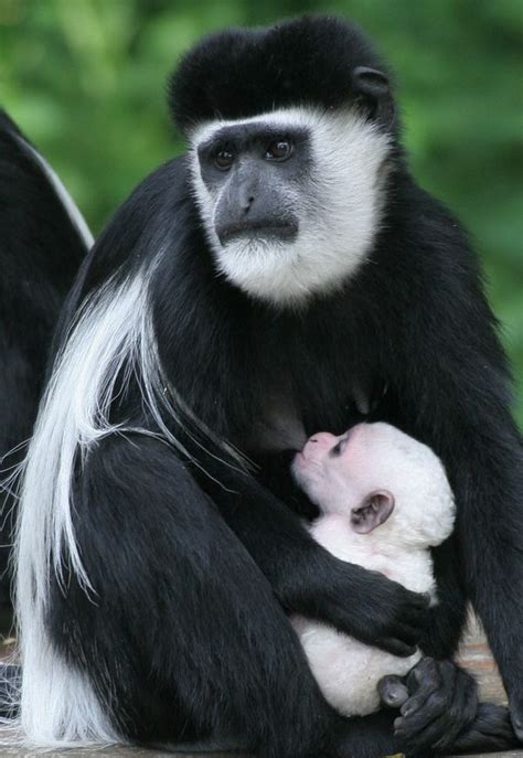 Wooly White Baby Colobus Arrives at Drusillas Park - ZooBorns