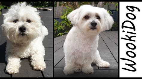 Dog Grooming Maltese Shih Tzu HAIRCUT (WookiDog the Malshi Dog) - YouTube