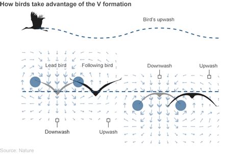 Fly like a bird: The V formation finally explained - BBC News