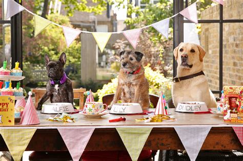 5 Ways To Make Your Pooch's Birthday Party Perfect