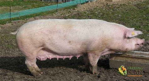 Dutch Landrace Pig: A Regional Breed - Farming Plan