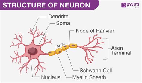 What is nervous tissues? Explain with a diagram.