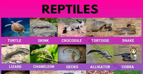 Reptiles: Helpful List of 27 Names of Reptiles in English | Reptiles ...