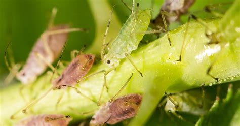 Tips for Aphid Control & Treatment | IFA’s Blog