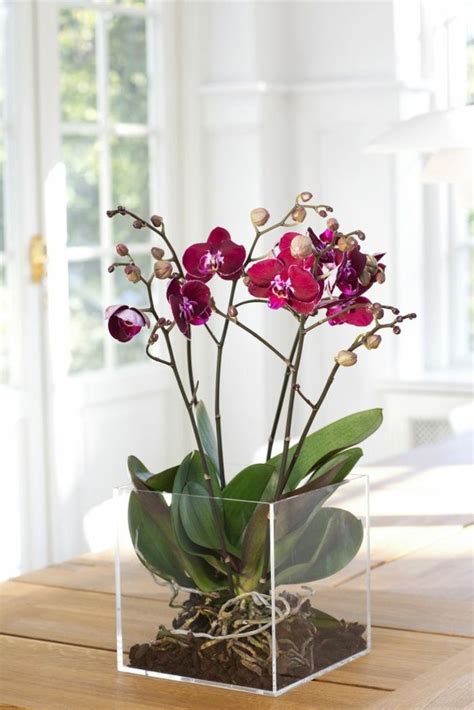 Watering Orchids With Rainwater | Home and Garden Reference