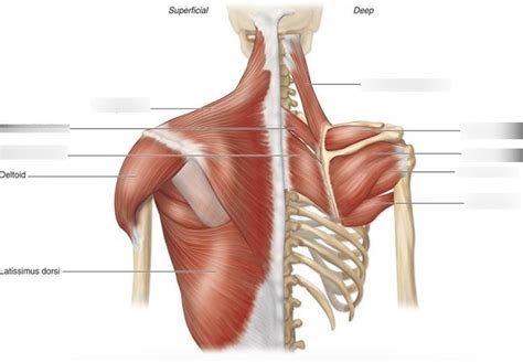 Diagram Of Shoulder Girdle - The Pectoral Girdles Human Anatomy And ...