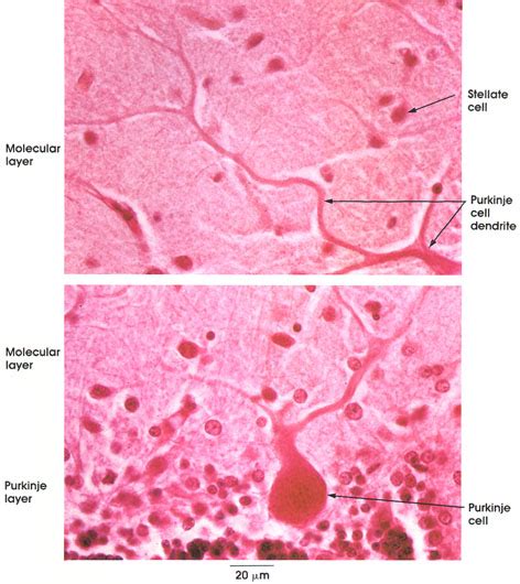 Basket Cell Cerebellum