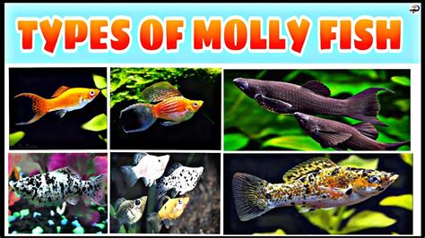 Types of Molly Fish | All types of Mollies | by fish.n.ansari - YouTube