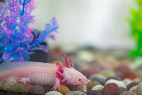 40 Axolotl Facts About These Adorable Amphibians | Facts.net