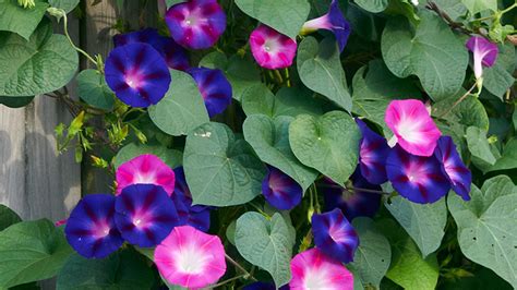 Five flowering vines for your arbor | Garden Gate