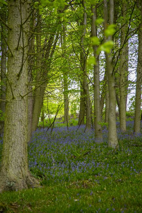 Flowers In Forest Free Stock Photo - Public Domain Pictures