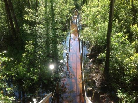 Okefenokee Swamp Park | Official Georgia Tourism & Travel Website ...