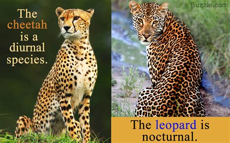 Jaguar Vs Cheetah | www.pixshark.com - Images Galleries With A Bite!