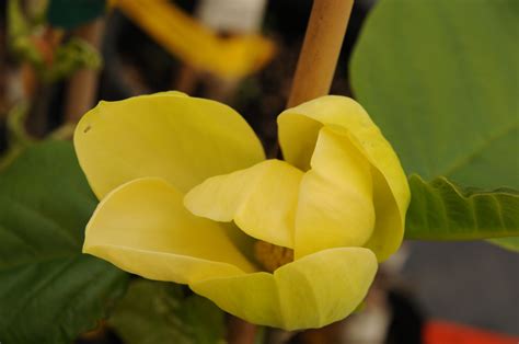 Yellow Bird Magnolia - Magnolia 'Yellow Bird' - Wholesale