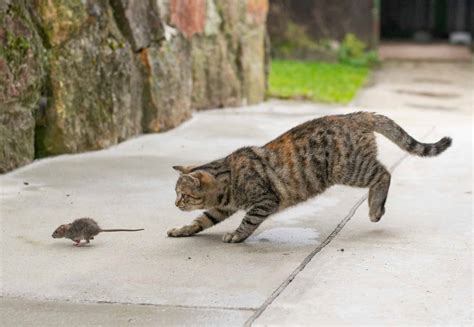 Grey,Stripped,Cat,Hunting,The,Mouse.,Young,Cat,Catching,A - Pointe Pest ...