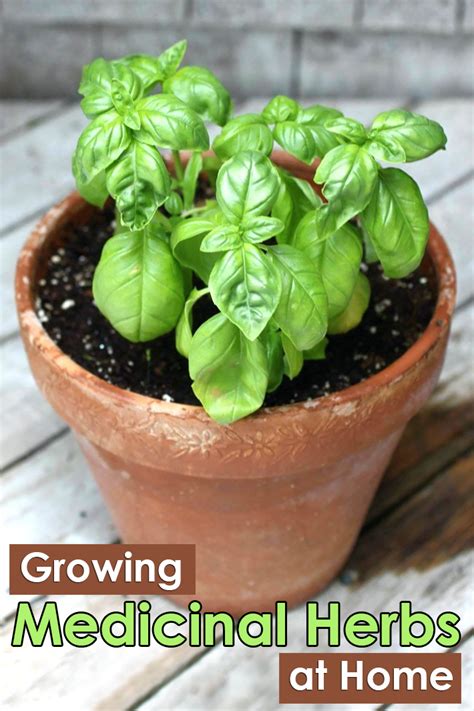 Quiet Corner:Growing Medicinal Herbs and Plants at Home - Quiet Corner