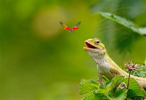 Garden Lizards Eat | Fasci Garden