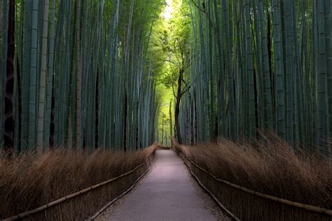 Let's travel the world!: The amazing Bamboo Forest in Sagano, Kyoto, Japan.