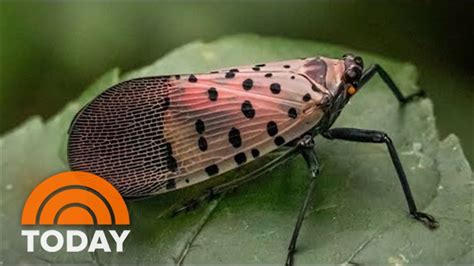 What To Do If You Come Across A Spotted Lanternfly - YouTube