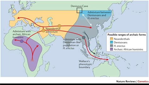 Homo Erectus Migration