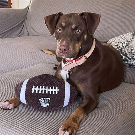 The Pitbull Doberman Mix: The Perfect Choice for A Hardworking and ...