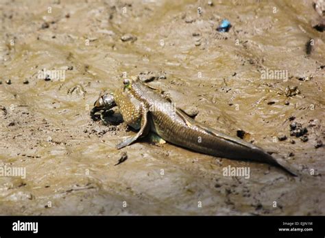 Mudskipper fish eating a crab Stock Photo - Alamy