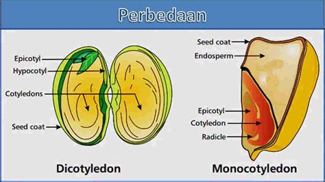 Perbedaan Monokotil dan Dikotil Tumbuhan dengan Contohnya!