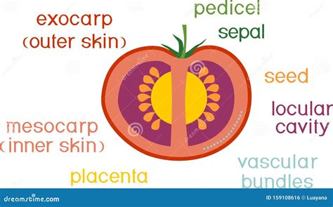 Morphology and Anatomy of Tomato Ripe Red Fruit. Tomato Fruit Structure ...