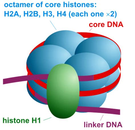 Histone octamer contains- a. Eight types of histonesb. Eight histones ...