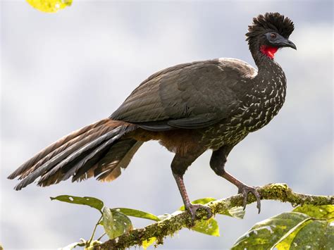 Crested Guan - eBird