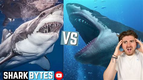 Great White Shark Vs Megalodon