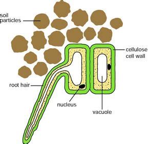 Plants - RobynsRevision