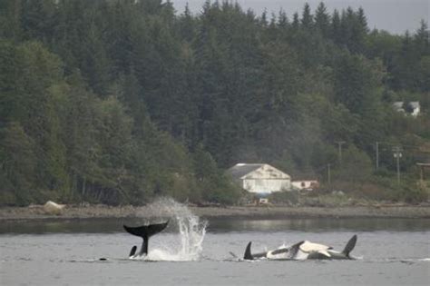 Offshore Killer Whale Pod | Photo, Information