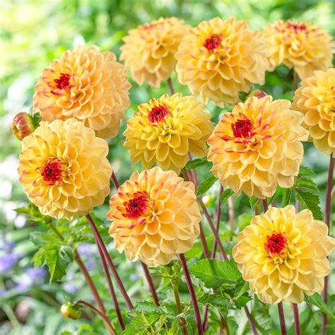 Buy Yellow Jill Dahlia Bulbs | Decorative Dahlias | Breck's